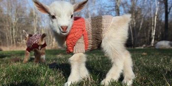 Yavru Keçilerin Isınmak İçin Giydikleri Örgü Kazaklarla Verdikleri Müthiş Sevimli 9 Poz