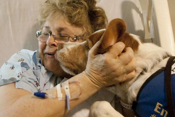 dogs-can-detect-cancer-and-other-diseases-photo-u1