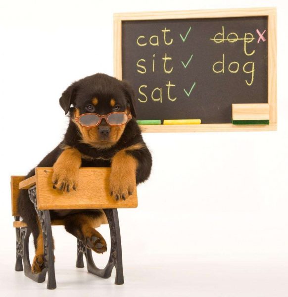 dogs-can-learn-impressive-vocabularies-photo-u1