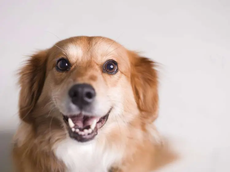 dogs-can-read-your-face-photo-u1