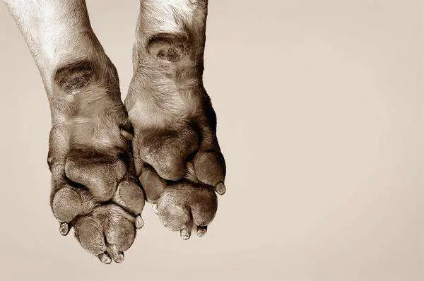 dogs-sweat-through-their-paws-photo-u1