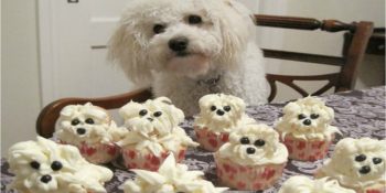 20 Neşeli Fotoğrafla Doğum Günü Partilerinde Fütursuzca Eğlenen Hayvan Dostlarımız