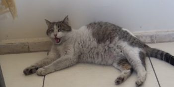 Dünya Hepimizin: Doğum Sancısı Tutunca Sağlık Ocağının Kapısına Dayanan Minnoş Kedi