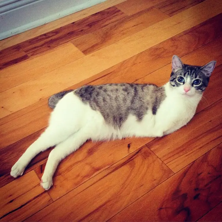 engelli-kedi