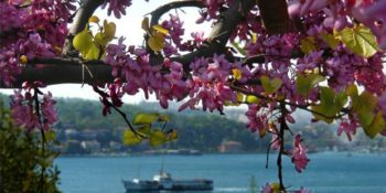 13 Maddede Şehri Renk Cümbüşüne Çeviren Erguvan Ağacının Öyküsü