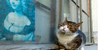 Müzedeki Eserleri Yüzyıllardır Koruyan Kahraman Kedilerin Tarih Kokan Hikayesi