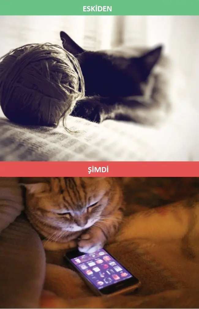 eskiden-simdi-kedi