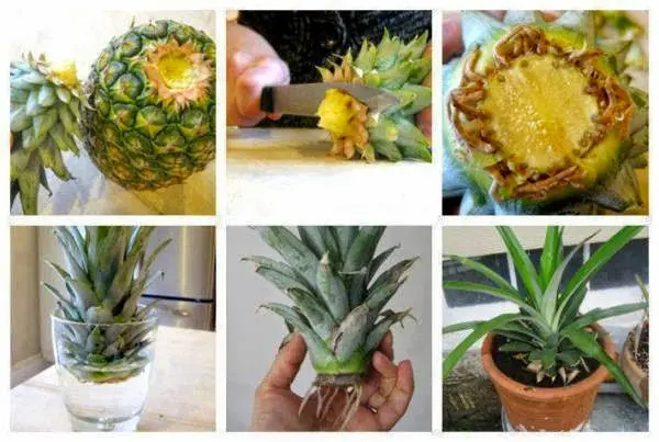evde ananas