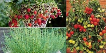 Balkonunuzu Mis Kokulu Bir Organik Bahçeye Dönüştürecek 6 Mucize Bitki