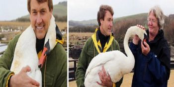 Hayatını Kurtaran Adama Sarılarak Teşekkür Eden Kuğunun Gülümseten Hikayesi