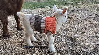 keci_gif