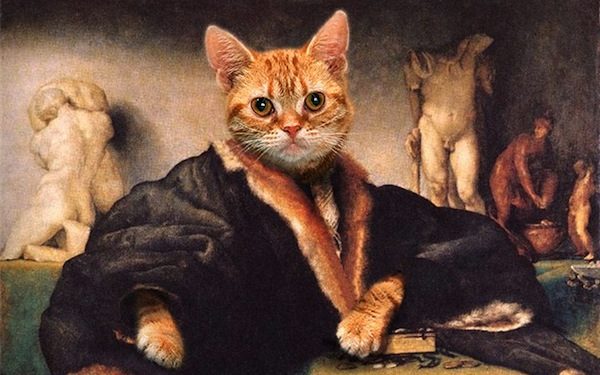 kedi-portre