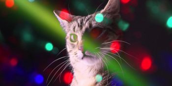 Rock’tan Pop’a Müzik Listelerine Miyav Diyen En Minnoş 23 Kedili Şarkı