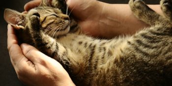 11 Patili Maddede Kedi Mırlamasının İyileştirici Gücü