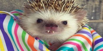 Vampir Olduğundan Şüphelendiğimiz Ünlü Kirpinin 12 Akla Zarar Pozu