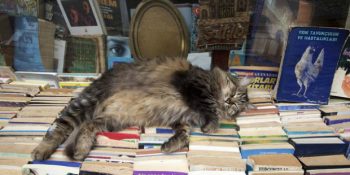 Kedilerin Kitapçıları Bu Kadar Çok Sevmesinin 12 Evrensel Nedeni