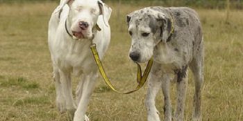 Engellerini Aşarak Bizlere İlham Kaynağı Olan 17 Hayvan Dostumuz