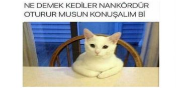 En Tatlı Halleriyle Kedilere Nankör Diyenleri Utandıracak 16 Minnoş Kedi