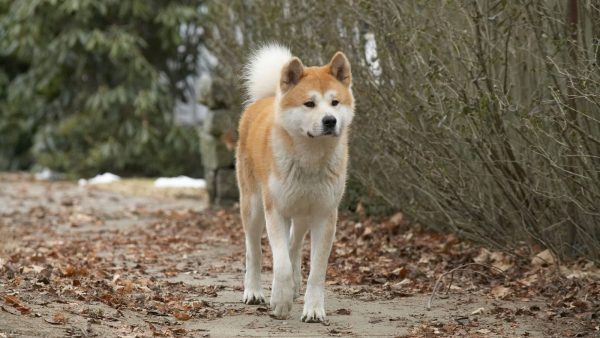 pictures-of-hachiko-most-loyal-50816