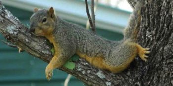 Pazartesi Sendromuyla Başı Dertte Olan 10 Beyaz Yakalı Sincap