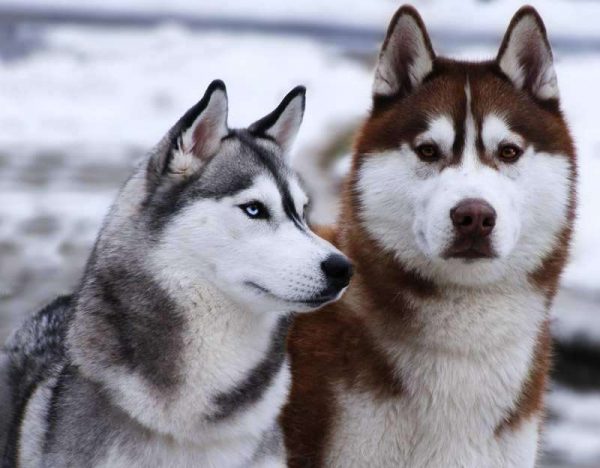 siberian-huskies-have-higher-endurance-than-any-other-breed-photo-u1