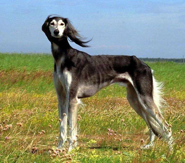 the-saluki-is-the-oldest-known-dog-breed-photo-u1