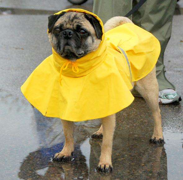 the-sound-of-rain-hurts-dogs-ears-photo-u1