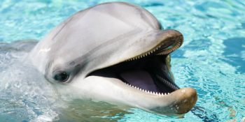 Zekasıyla Şöhreti Yakalayan Yunus Kelly’nin Akıllara Durgunluk Veren Hikayesi