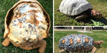 Yangında Evi Yanan Kaplumbağaya İnsanlık Hala Ölmedi Dedirten 3D Kabuk Projesi