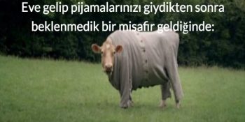 Garip Hal Ve Hareketleriyle Tıpkı Bizim Gibi Hissettiğini Düşündüren 17 Minnoş İnek