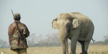 Zoraki Bir Evrim: Filler Artık İnsanlığın Zulmüne Maruz Kalmamak İçin Sakat Doğuyor