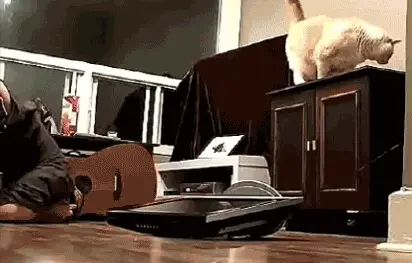 kedi