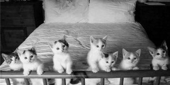 Kedi Severlerin Çok İyi Bildiği 10 Tuhaf Kedi Hali
