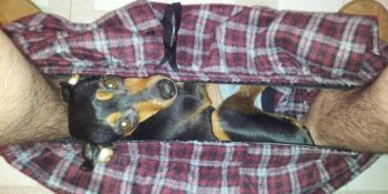 Köpekleri İle Aynı Evi Paylaşanlar İçin Klasikleşmiş 9 Sevimli Manzara