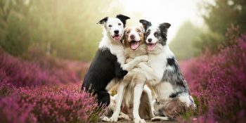 Polonyalı Fotoğrafçıdan Şimdiye Kadar Görülmüş En Muhteşem Köpek Portreleri