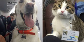 Evcil Hayvanlar İçin Uçuş Kurallarını Esneten Dünyanın En Merhametli Havayolu