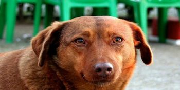 Moda’da Herkesin Çok Sevdiği Bir Sokak Canı: Acımasızca Katledilen “Tarçın”