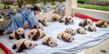 Hayalini Kurarken Bile Mutlu Olacağınız Dünyanın En Güzel 15 Mesleği