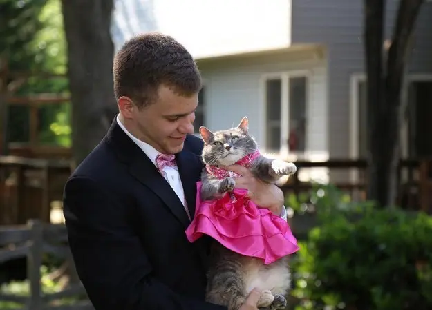 sam-kedi