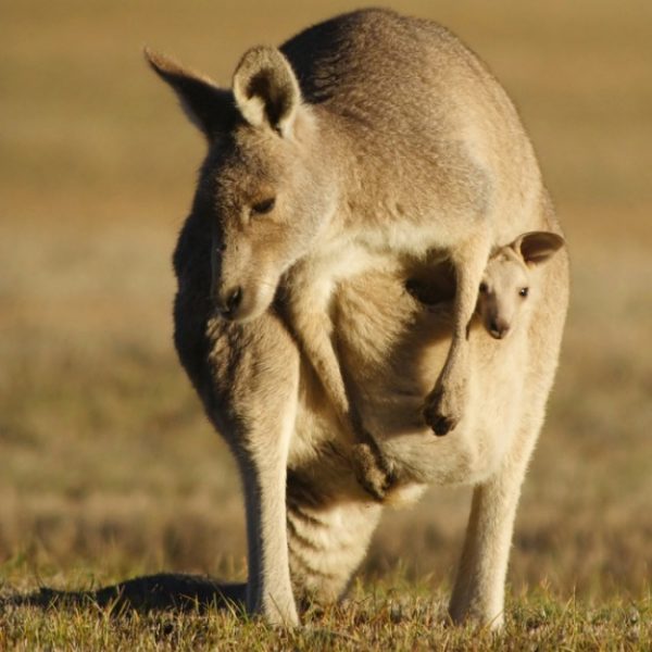 sevimli-bilimsel-gercekler-kanguru