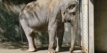60 Yıldır Yalnız Yaşayan Dünyanın En Üzgün Fili Hanako’nun Hüzünle Biten Hikayesi