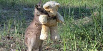 Ayıcığına Sarılarak Acılarını Unutmaya Çalışan Öksüz Kangurunun Üzen Hikayesi