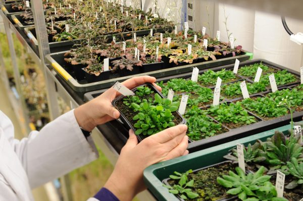 Arabidopsis thaliana im Labor