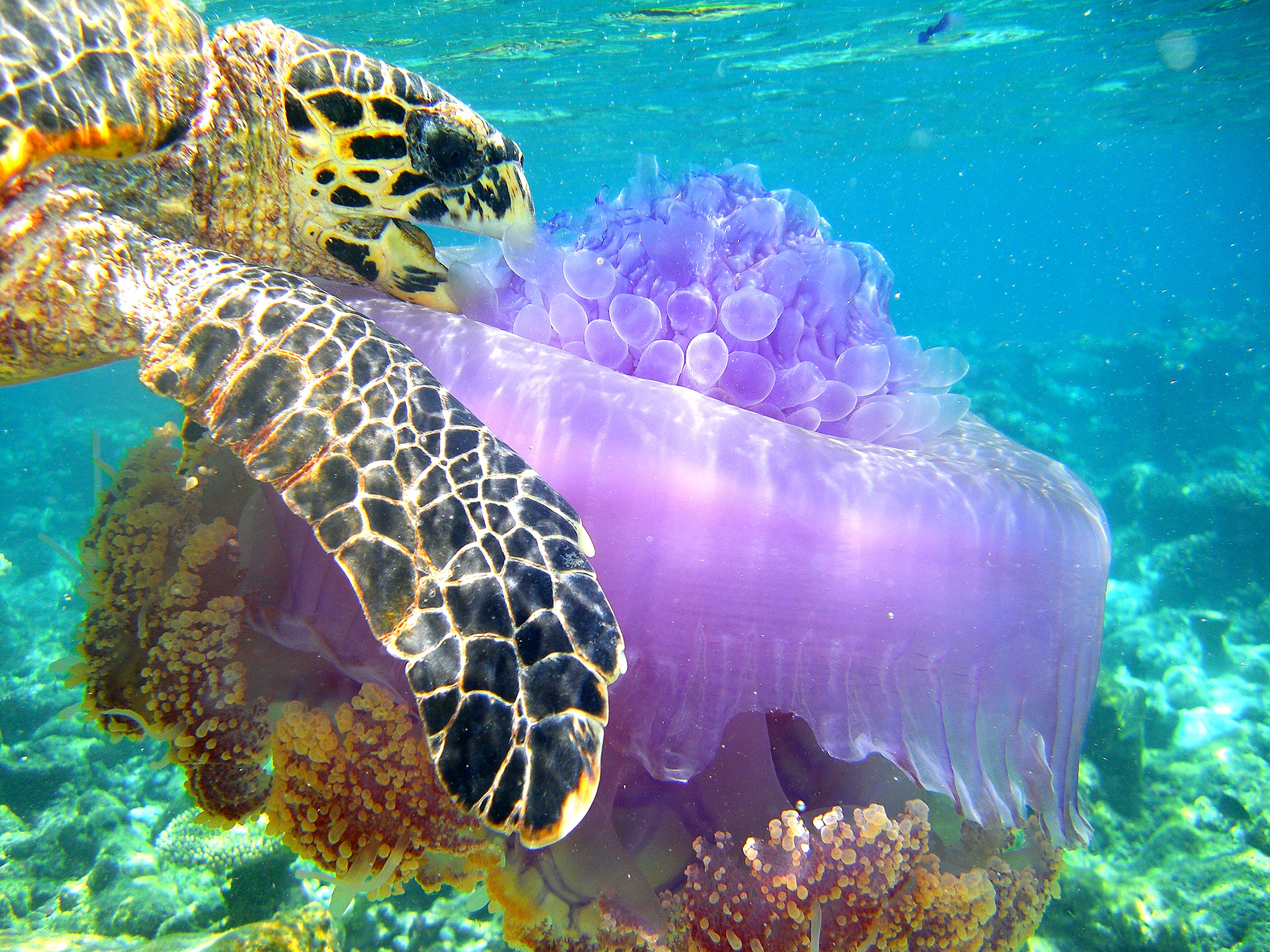 Морские обитатели морская черепаха. Морские животные. Подводный мир. Подводные животные.