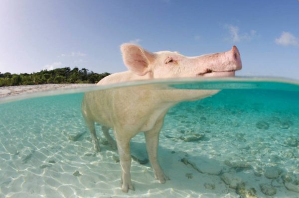 Bahamalar-domuz-plaji