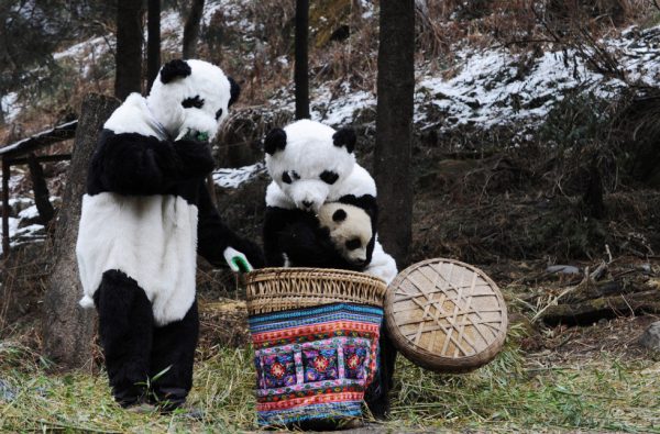 WOLONG, CHINA - FEBRUARY 20: (CHINA OUT) Researchers dressed as pandas place giant panda cub Tao Tao into a basket before they take it for a walk, in a training base at the Hetaoping China Conservation and Research Center for the Giant Panda on February 20, 2011 in the Wolong Nature Reserve, Aba Tibetan and Qiang Autonomous Prefecture of Sichuan Province, China. In July last year, a program was launched to train giant pandas for reintroduction into the wild. Giant panda cub Tao Tao is the first animal to be subjected to the program involving feeders who perform routine checks dressed in special costumes as pandas, to reduce human influence in the environment. Now the program has entered the second phase during which Tao Tao and its mother Cao Cao will be transfered to a larger wild enclosure for further training. (Photo by China Photos/Getty Images)