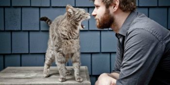 Asi Kedinizi Minnoş Bir Kedi Haline Getirecek 9 Kedi Dostu Hareket