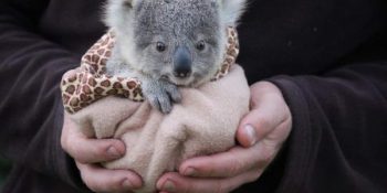Koalalar Hakkında Bizim De Yeni Öğrendiğimiz 15 Yumuşak Tüylü Gerçek