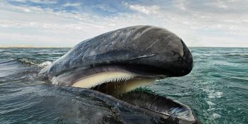 Balina ve Yunusların Görkemli Güzelliklerini Belgeleyen Fotoğrafçı Christopher Swann