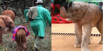 Hayatlarını Afrika’daki Yavru Filleri Kurtarmaya Adamış Güzel İnsan Topluluğu